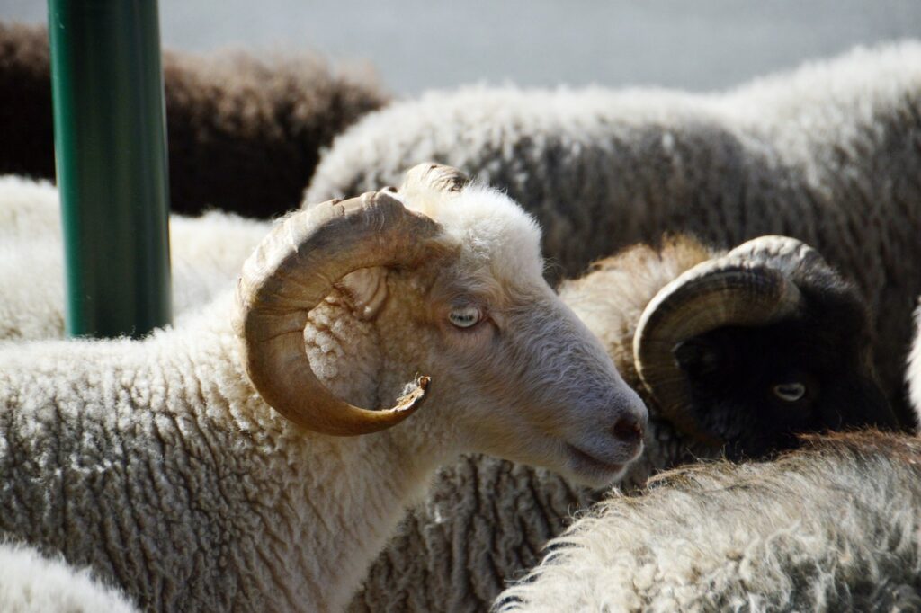 sheep, animals, mammals, ruminant, wool, ovine, nature, livestock
