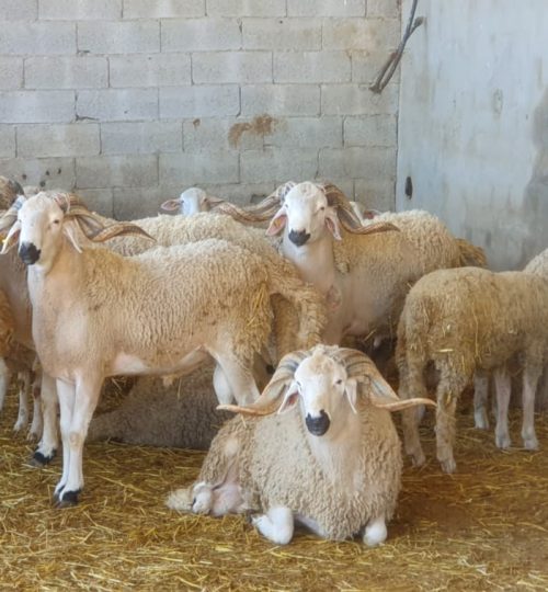 WhatsApp Image 2025-04-07 à 16.25.50_3993e88f