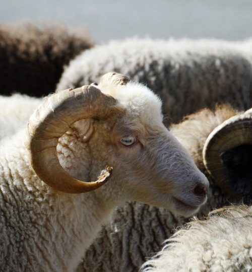sheep, animals, mammals, ruminant, wool, ovine, nature, livestock